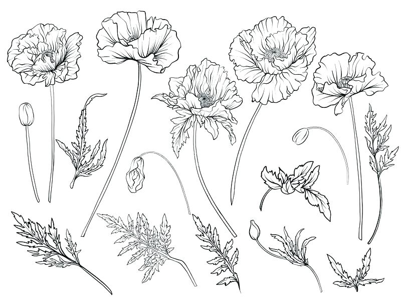 800x606 Coloring Pages Online Disney Zinnia Flower Outline And Picture