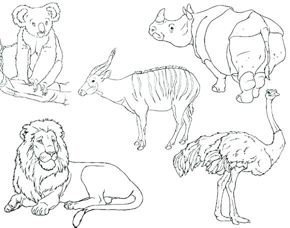Zoo Coloring Pages For Preschoolers