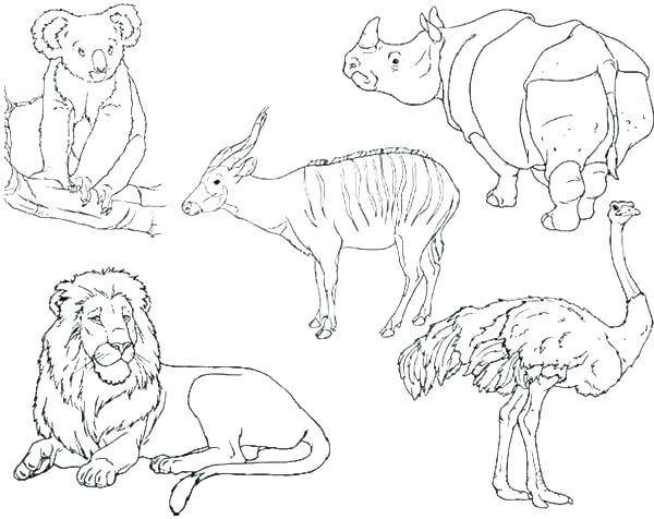 600x476 Coloring Page Zoo