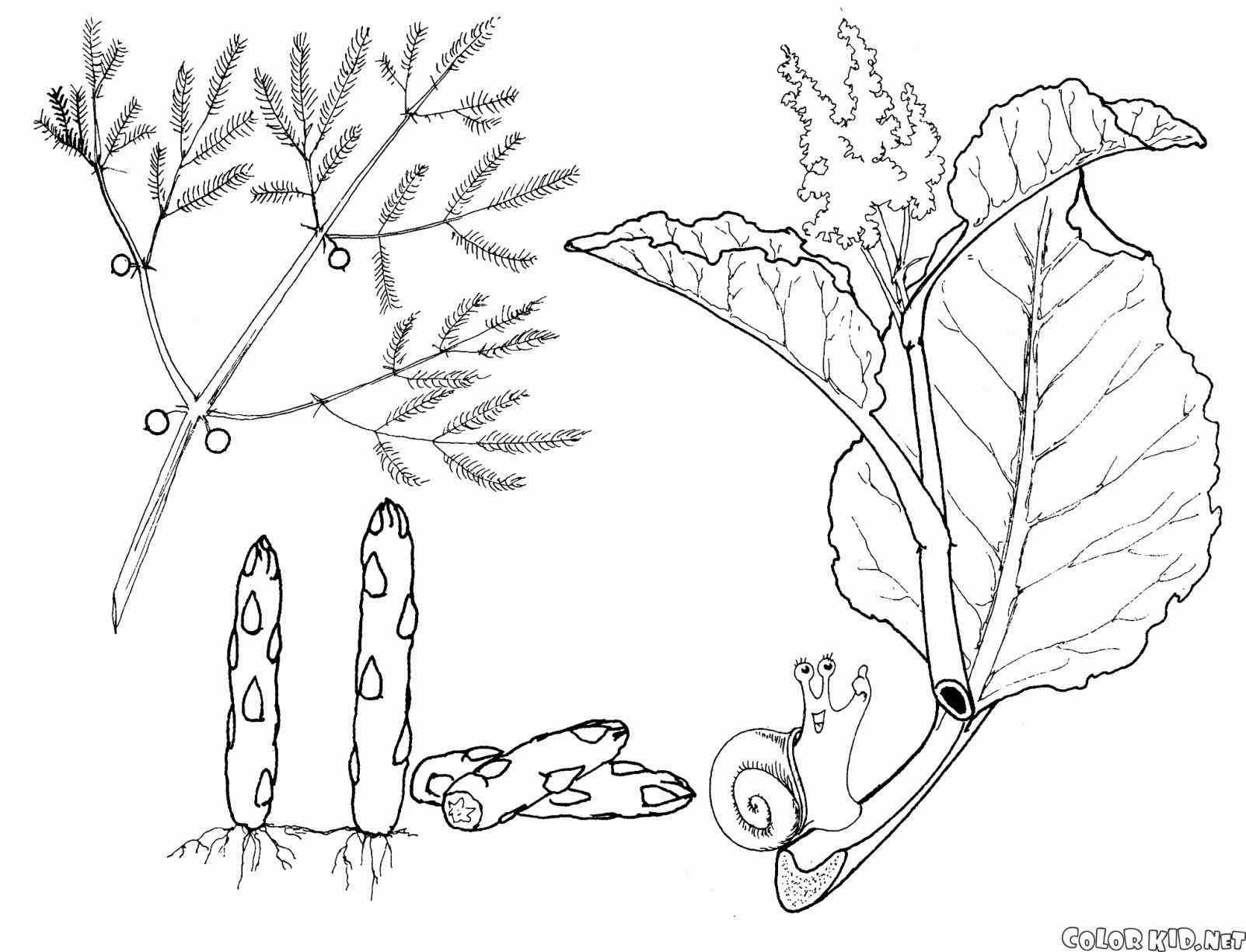 1603x1225 Zucchini Coloring Page Web Coloring Pages