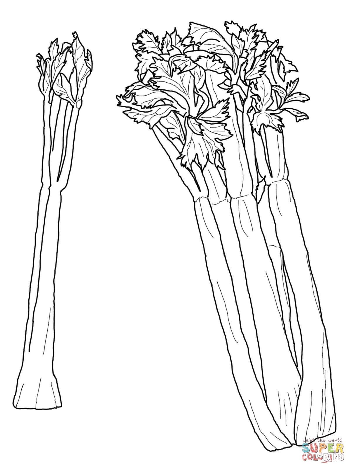 1200x1600 Zucchini Vegetables Coloring Pages For Kids Luxury Green Zucchini