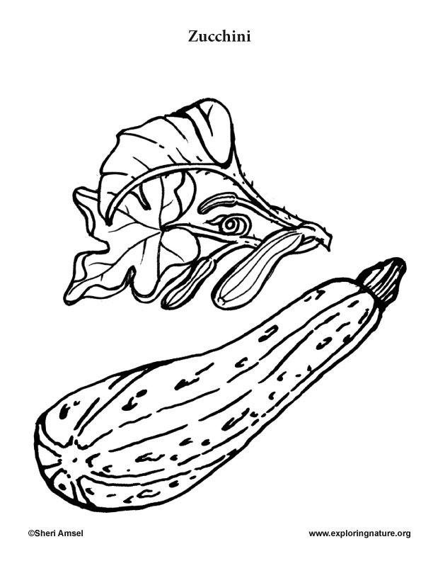 612x792 Garden Vegetables Coloring Pages (10)